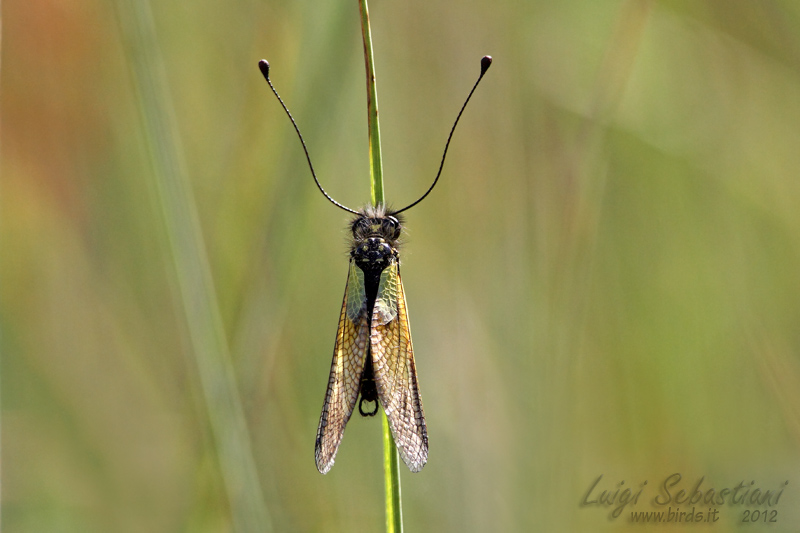 Libelloides latinus